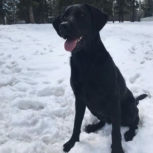 Meet your Posher, Piper